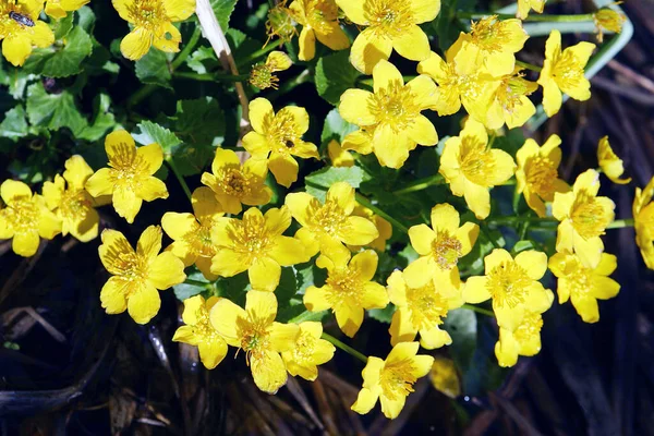 Detail Jasně Žlutých Květů Bažině Jaře Slunečného Dne — Stock fotografie