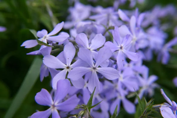Primer Plano Flox Azul Púrpura Jardín Primavera — Foto de Stock