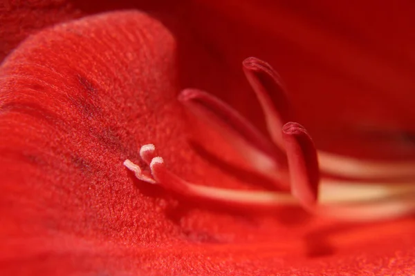 Macro Texture Bright Red Flower Sunlight — Stock Photo, Image