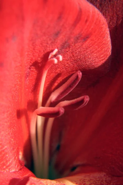 Macro Texture Bright Red Flower Sunlight — Stock Photo, Image