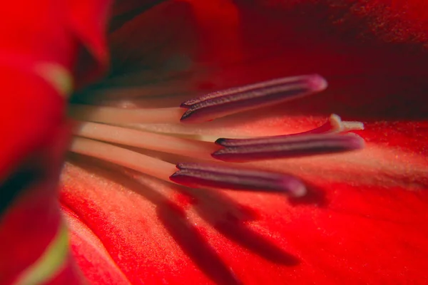 Makro Tekstura Jasnoczerwonego Kwiatu Świetle Słonecznym — Zdjęcie stockowe