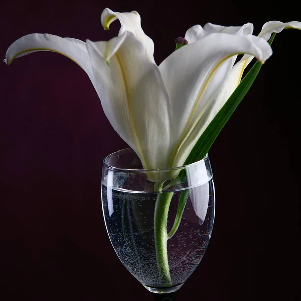 Close Delicado Lírio Branco Flor Copo Água Estúdio Fundo Borgonha — Fotografia de Stock