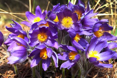 Bahar ormanında güzel, narin, mor bir çiçek damlası.