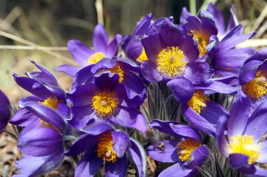 Bahar ormanında güzel, narin, mor bir çiçek damlası.
