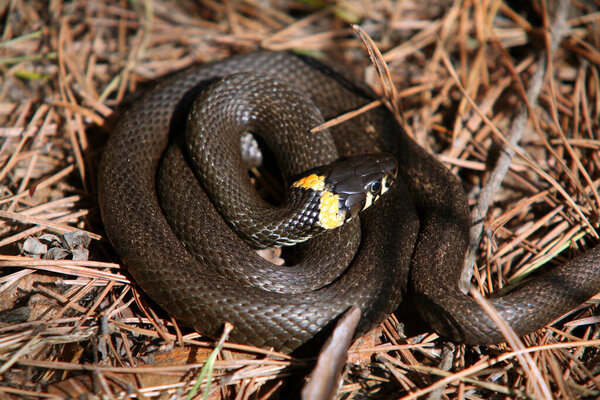 крупным планом свернутая черная гадюка с желтыми пятнами в лесу весной