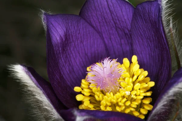 Macro Hermosas Flores Delicadas Púrpura Nevada Bosque Primavera — Foto de Stock