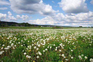 Güneşli bir günde mavi gökyüzünde karahindiba ve beyaz kabarık bulutlardan oluşan yaz manzarası çayırı.
