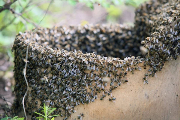 Rój Pszczół Miodnych Przylegających Drzewa Wiosna Ogrodzie — Zdjęcie stockowe