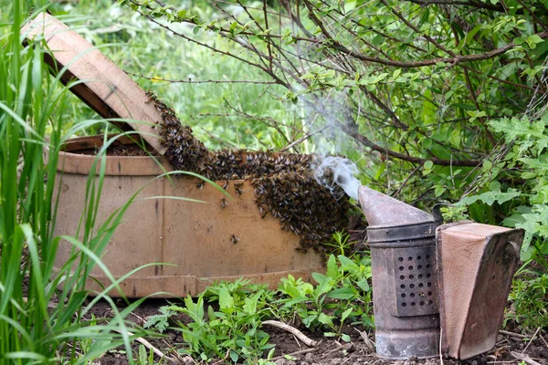 Рід Медоносних Бджіл Закриває Деревну Весну Саду — стокове фото