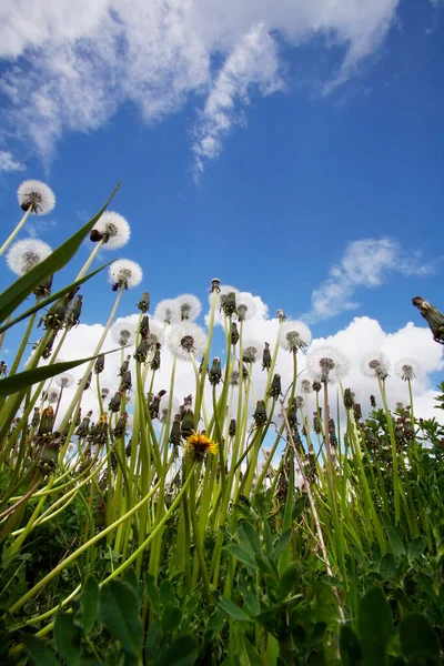 Sommerlandschaft Wiese Aus Löwenzahn Und Weißen Flauschigen Wolken Blauen Himmel — Stockfoto