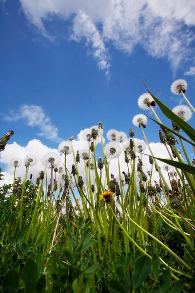 Sommerlandschaft Wiese Aus Löwenzahn Und Weißen Flauschigen Wolken Blauen Himmel — Stockfoto