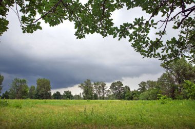 Yazın erken saatlerinde korulukta manzara ve hafif bir sis.