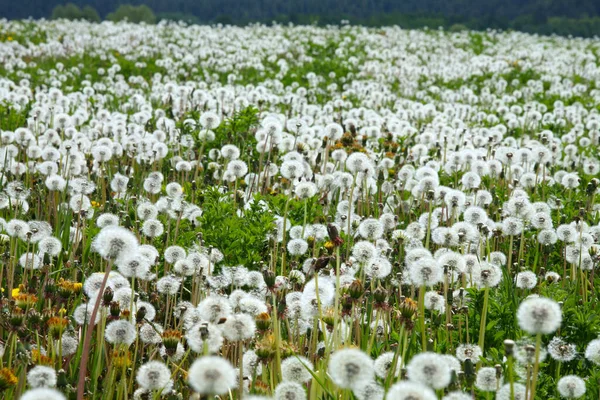 Aislado Primer Plano Una Miríada Diente León Esponjoso Prado Verano — Foto de Stock