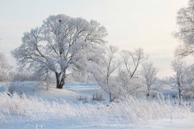 Sabahın erken saatlerinde karla kaplı tarlalar, ağaçlar ve nehirlerin kış manzarası