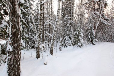 Sabahın erken saatlerinde karla kaplı çam ormanlarının kış manzarası