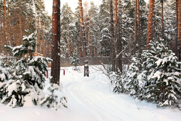 早朝の雪に覆われた松林の冬の風景 — ストック写真