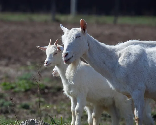 Gros Plan Chèvre Blanche Avec Des Enfants Dans Cour Maison — Photo