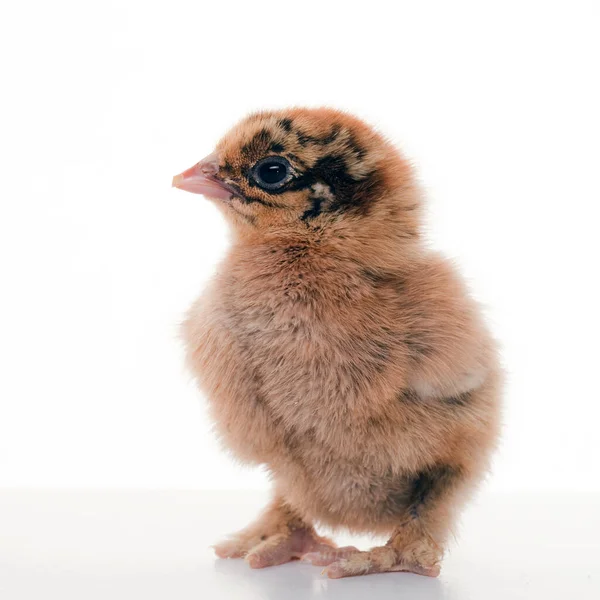 Close Een Kleine Pluizige Kip Een Lichte Achtergrond Studio — Stockfoto