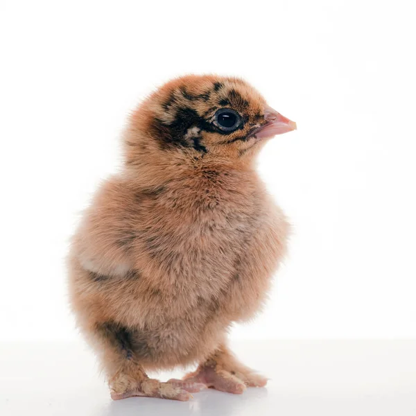 Close Een Kleine Pluizige Kip Een Lichte Achtergrond Studio — Stockfoto