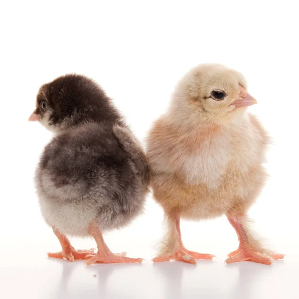 Close Kleine Flauschige Hühner Auf Einem Hellen Hintergrund Studio — Stockfoto