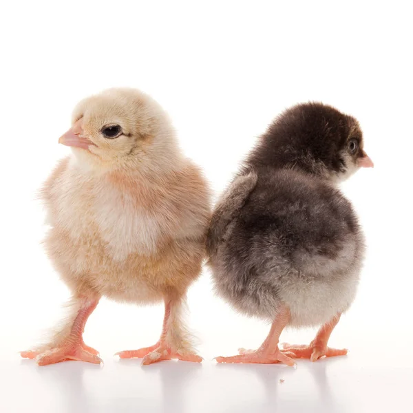 Close Kleine Flauschige Hühner Auf Einem Hellen Hintergrund Studio — Stockfoto