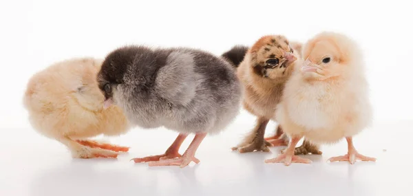 Close Kleine Flauschige Hühner Auf Einem Hellen Hintergrund Studio — Stockfoto