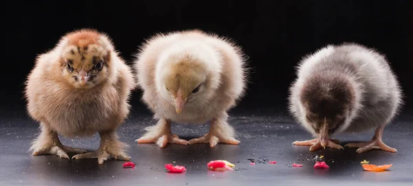 Närbild Små Fluffiga Kycklingar Mörk Bakgrund Studio — Stockfoto