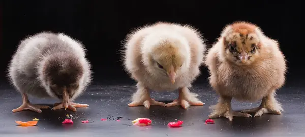 Närbild Små Fluffiga Kycklingar Mörk Bakgrund Studio — Stockfoto