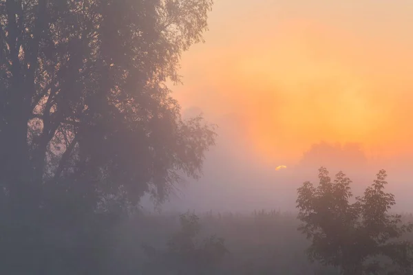 真夜中に川の近くのオーク林の夏の風景濃霧 — ストック写真