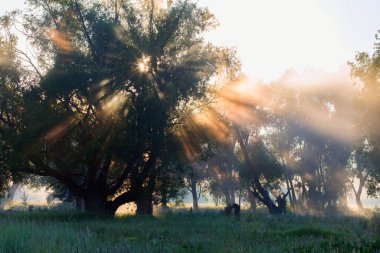 Yaz manzarası, güneş doğarken nehrin yakınındaki meşe korusunda yoğun sis.