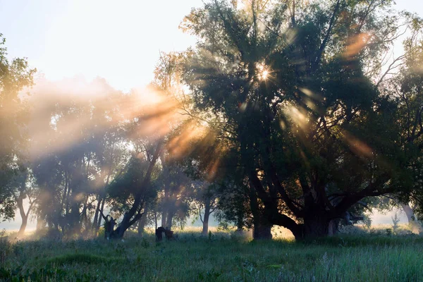 Yaz manzarası, güneş doğarken nehrin yakınındaki meşe korusunda yoğun sis.