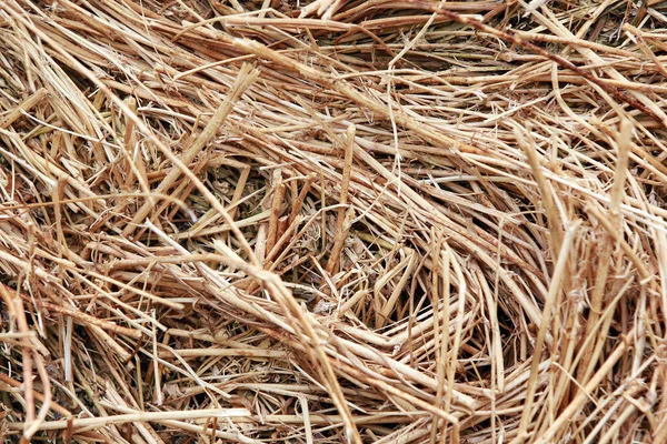 Makrotextur Aus Stroh Das Der Sommersonne Heuhaufen Gesammelt Wird — Stockfoto