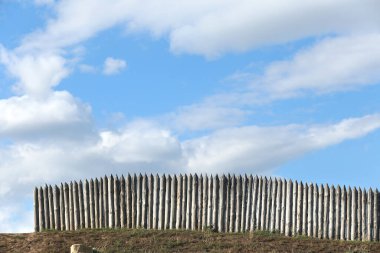 Güneşli bir yaz gününde, mavi gökyüzüne ve beyaz bulutlara bakan çeltik. 