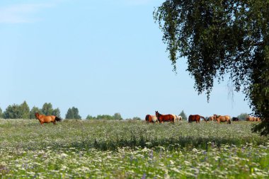 Güzel bir yaz manzarası bulutlu bir günde otlakta at sürüsü