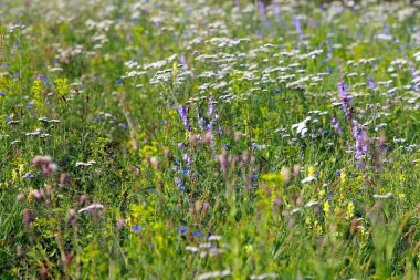 Yazın çayırların ve çiçeklerin izole edilmiş yakın çekimi