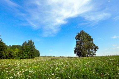 Çayırdaki ağaçların manzarası ve mavi gökyüzüne karşı güzel sirrus bulutları.