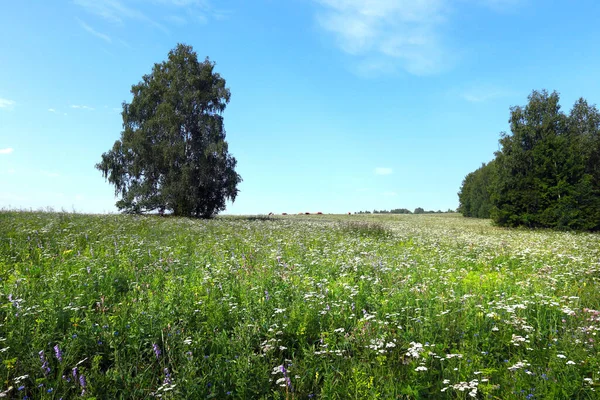 Pittoreska Sommarlandskap Träd Äng Och Vackra Cirrusmoln Mot Blå Himmel — Stockfoto