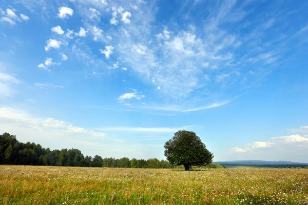 Живописный Летний Пейзаж Деревьев Лугу Красивые Перистые Облака Голубом Небе — стоковое фото