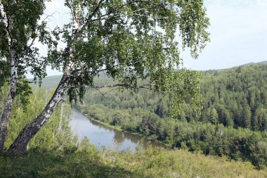Güneşli bir günde Urallar 'da güzel bir yaz manzarası huş ağacı koruluğu