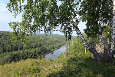 Güneşli bir günde Urallar 'da güzel bir yaz manzarası huş ağacı koruluğu
