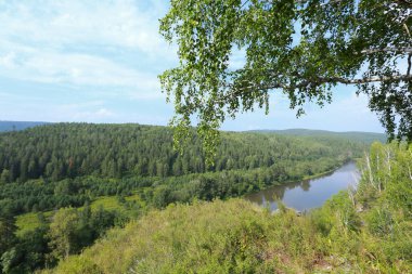 Güneşli bir günde Urallar 'da güzel bir yaz manzarası huş ağacı koruluğu