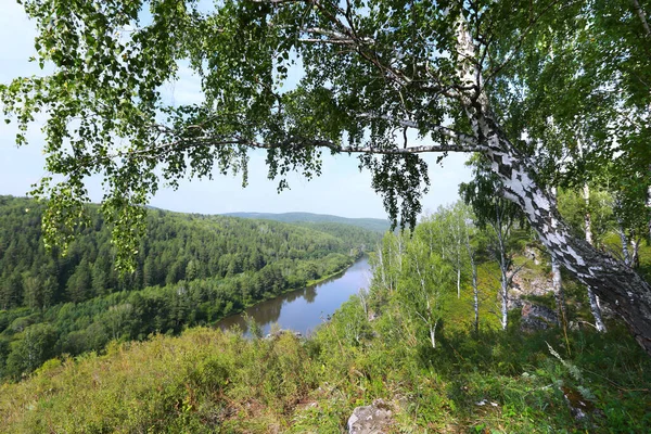 Vacker Sommar Landskap Björk Lund Uralbergen Klar Solig Dag — Stockfoto