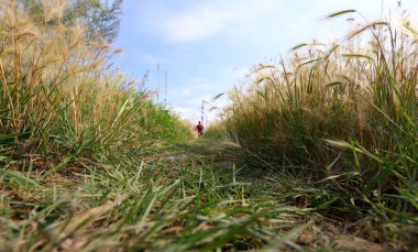 Yazın bir tarlada çimen, aşağıdan manzara