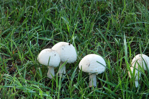Cogumelos Grama — Fotografia de Stock