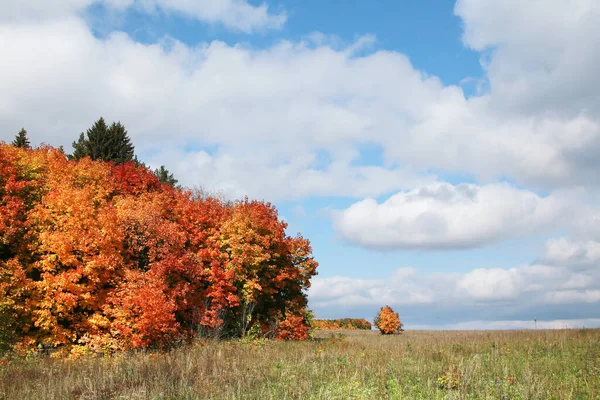 Belleza Del Paisaje Otoñal Del Bosque Caducifolio Con Hojas Coloridas — Foto de Stock