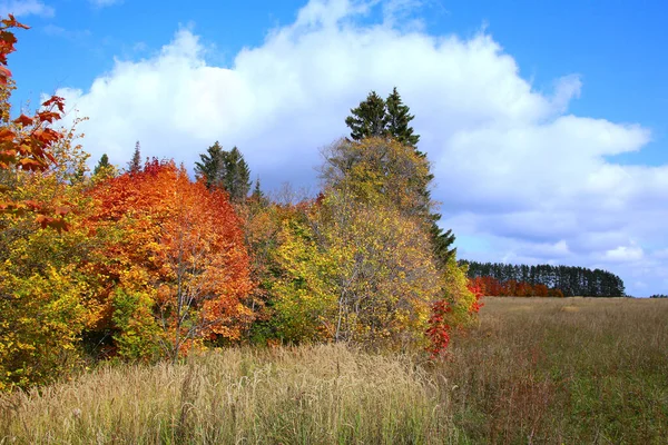 Höst Landskap Skönhet Lövskog Med Färgglada Blad Solig Dag — Stockfoto