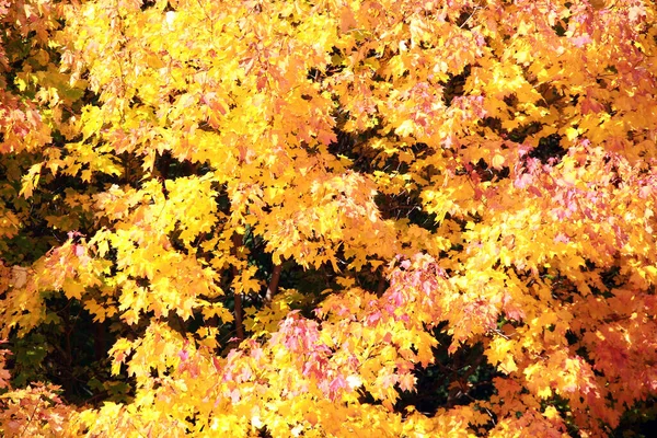 Zbliżenie Kolorowych Liści Klonu Słońcu Ciepły Jesienny Dzień — Zdjęcie stockowe