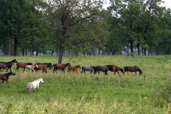 Herd Horses Grazing Freely Water Meadows — Stock Photo, Image