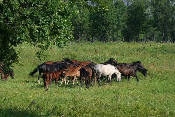 Manada Caballos Pastando Libremente Los Prados Agua — Foto de Stock