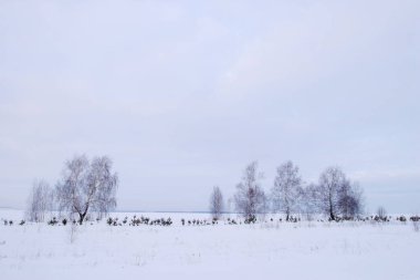 Kış manzaralı Rus tarlaları. Az sayıda ağaç ve çalılar donuyor.